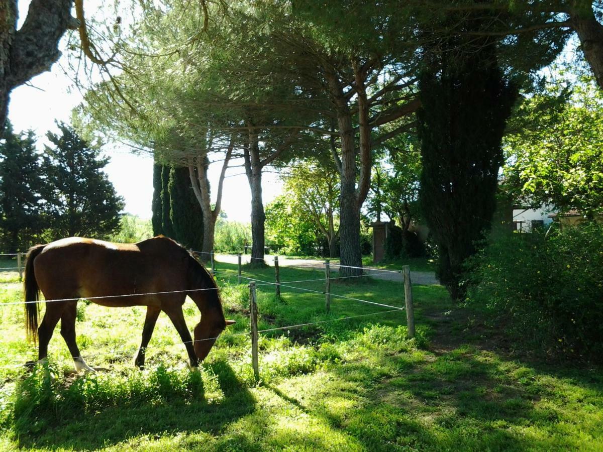 Agriturismo Piana Arborello Hotel Magliano in Toscana Exterior foto